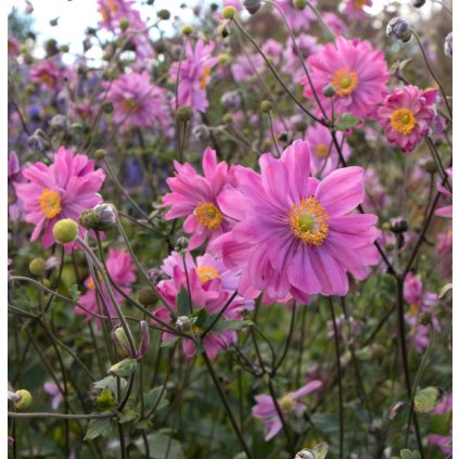 anemone