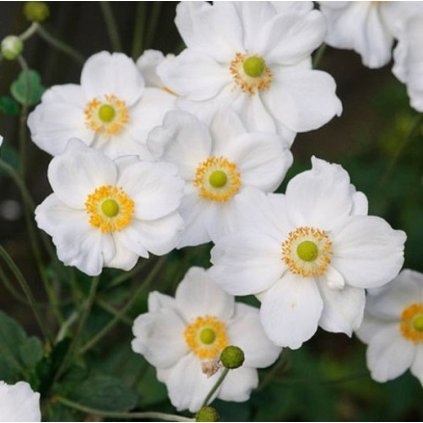 Anemone japonica 'Honorine Jobert', sasanka japonská, kontejner