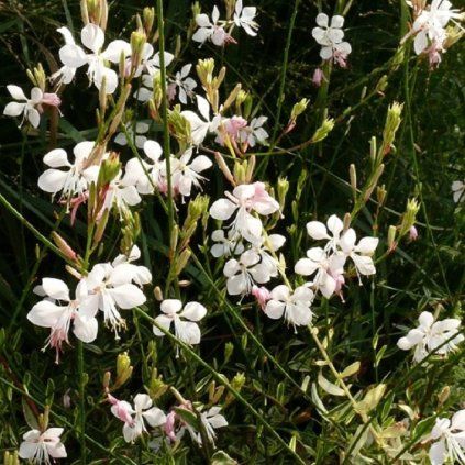 gaura3