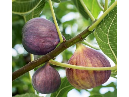 ficus brown turkey