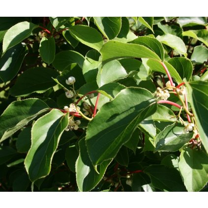Actinidia arguta foliage