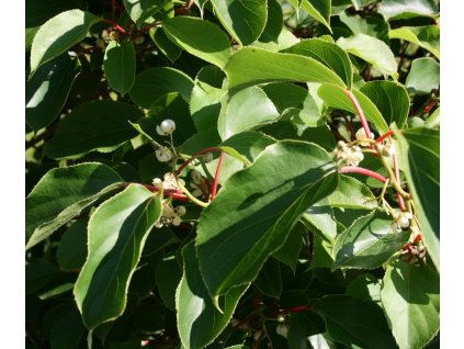 Actinidia arguta foliage