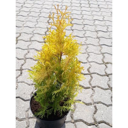 thuja aurea