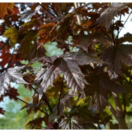 acer platanoides crimson sentry 10l pot 1528129326 l