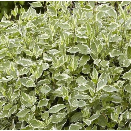 cornus