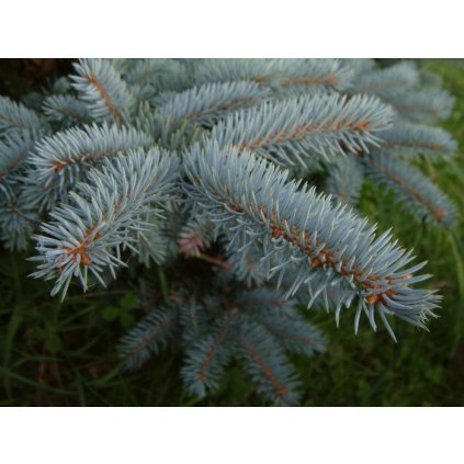 Picea pungens Hoopsii