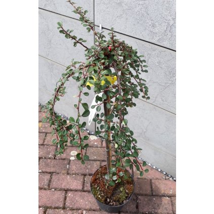 cotoneaster 2