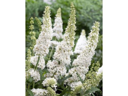 Buddleja davidii 'White Ball' komule davidova, sazenice 20-30 cm, kontejner