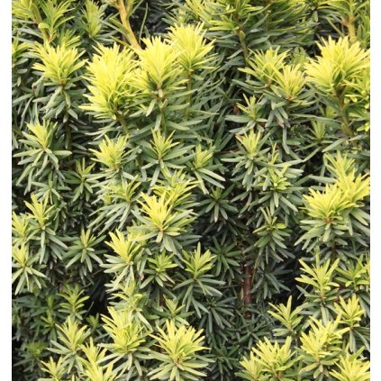 taxus baccata fastigiata aurea1