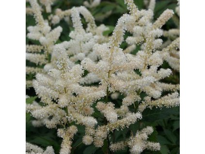 astilbe