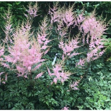 Astilbe simplicifolia Hennie Graafland