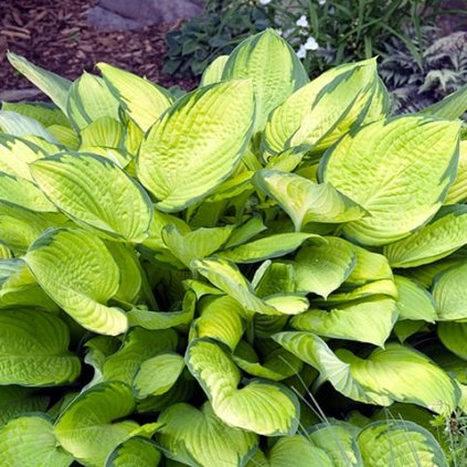 Hosta Gold Standard
