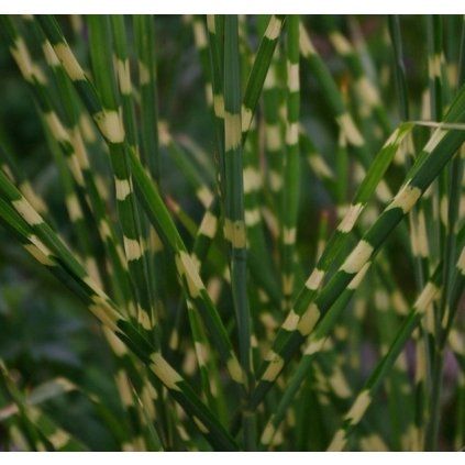 Miscanthus sinensis Little Zebra blades