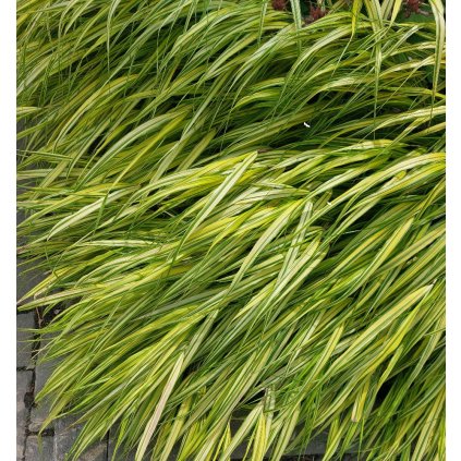hanechloa