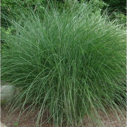 Miscantus sinensis 'Gracillimus', ozdobnice čínská, kontejner