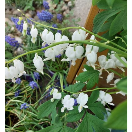 dicentra bílá