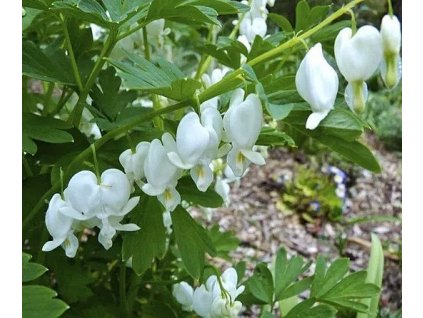 Dicentra spectabilis Alba