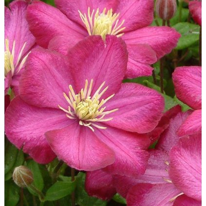 clematis ville