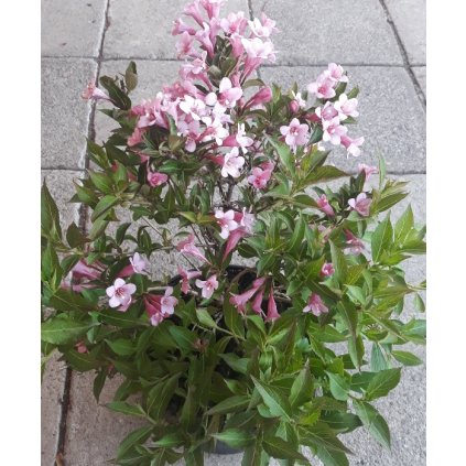 weigelie minuet 2 keř