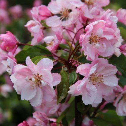 malus2