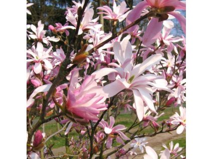 magnolia leonard messel2 750x750