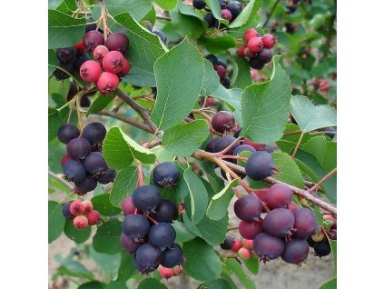 amelanchier alnifolia smokey amelanchier fruits smoky