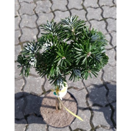 abies koreana tundra 3