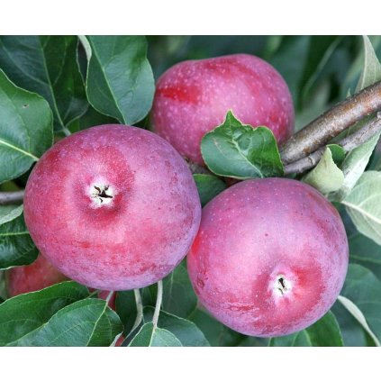 SPARTAN původní pozdně zimní jabloň 1