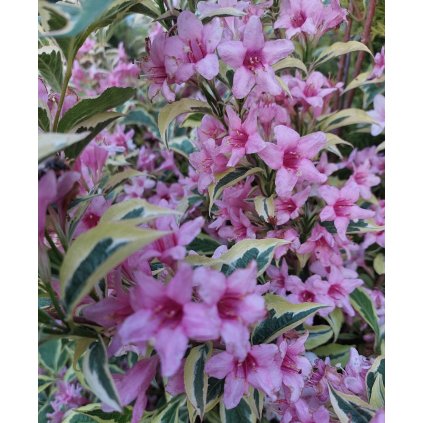 Weigelia florida 'Nana Variegata', vajgélie, výška sazenice 30-40 cm, kontejner