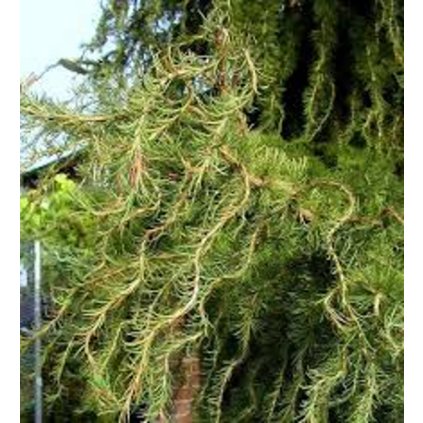 Larix kaempferi Diana.