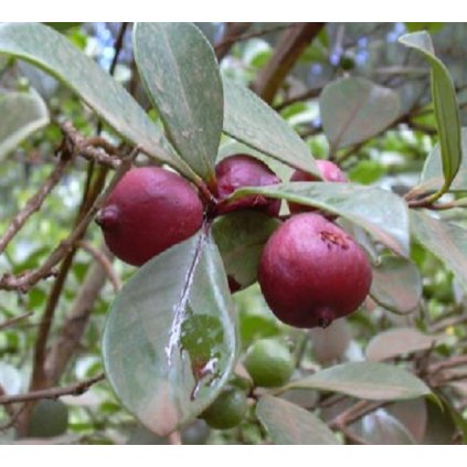 Psidium cattleianum fruit
