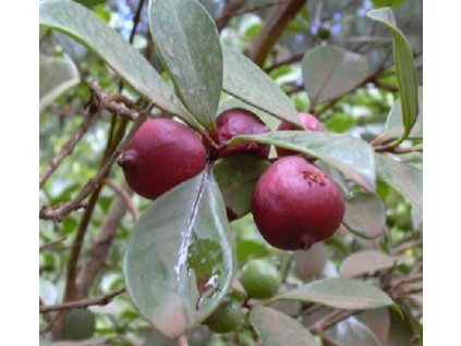Psidium cattleianum fruit