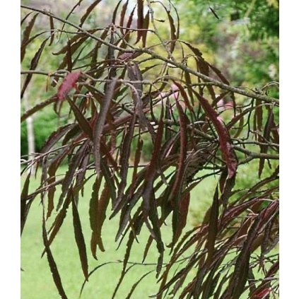 fagus
