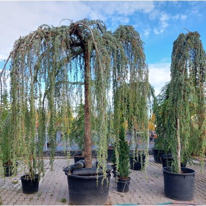cedr pendula