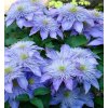 clematis crystal fountain750x750