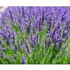lavandula grosso