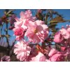 prunus serrulata kanzan 5 kopie