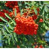 2928 1 sorbus aucuparia r03