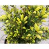 picea glaica maigold 3