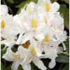 20526 627 vyrn 437rhododendron madame masson