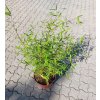 Fargesia Jiuzhaigou 8, mrazuvzdorný bambus, výška sazenice 60-80 cm, kontejner