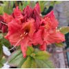 Azalea KH 'Fanal', azalka dřevitá, výška kmínku 50-60cm, kontejner