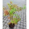 Acer palmatum 'Pixie', javor dlanitolistý, výška sazenice 50-70 cm, kontejner