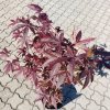 Acer palmatum 'Red Emperor', javor dlanitolistý, výška sazenice 50-70 cm, kontejner