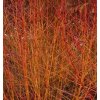 Cornus sanguinea Midwinter Fire 05