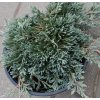 vyr 692Juniperus horizontalis Ice Blue