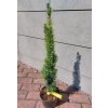 Taxus baccata 'Fastigiata Robusta', tis červený, výška sazenice 15-25 cm, kontejner