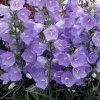 Campanula Takion Image 600x736