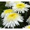 Leucanthemum maximum Real Glory Vaso 14cm 480x480