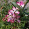 rosy51